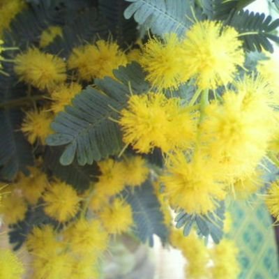 ミモザ's profile picture