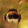🐝Lutin De Miel🐝 profil fotoğrafı