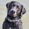 Rob Schickert's profile picture