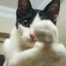 yedikatel's profile picture