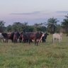 LlaneroSinCaballo🎨🤠🧭 profil fotoğrafı
