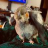 Фото профиля Chillin’ 🌈🐕🦺🐈⬛🐈⬛🦜
