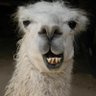Soy charly La llama profil fotoğrafı