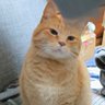 é¡ ç¥ä»ïŒchacha4351ïŒ profil fotoÄrafı