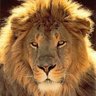 Geronimo Neto 🇧🇷🇧🇷🇧🇷 profil fotoğrafı