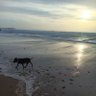 its Brode 🐺 profil fotoğrafı
