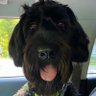 Ace the black GoldenDoodle profil fotoğrafı