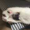 よもぎ's profile picture