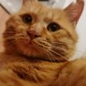 Фото профиля 猫猫大王