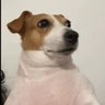 marc_the_dog24 的头像