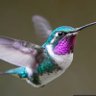 X. Y. Z. profil fotoğrafı