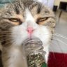 HighCat.co 的头像