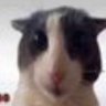young sheldon fan's profile picture