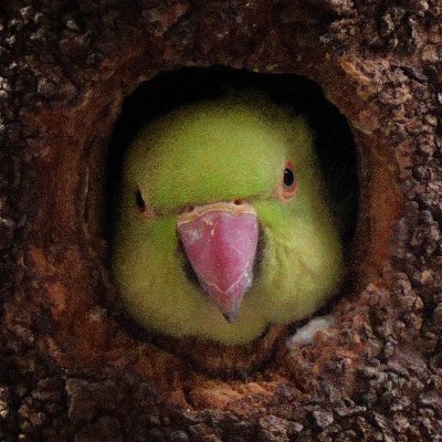 LalaKuronekko's profile picture