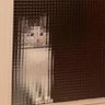 Dr. Pixel Cat 的头像