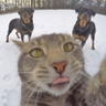 Profilbild von Gepetto73
