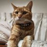 銷夏(ショウカ)時折低浮上 profil fotoğrafı