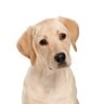 Cão de Pavlov profil fotoğrafı