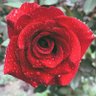 Mukesh Kumar Bhati's profile picture