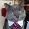 Фото профиля conservative catnap