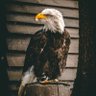 Hawk_Eye 的头像