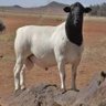 Фото профиля Sheep Ambassador