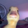 Фото профиля Ducky