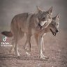فهد profil fotoğrafı