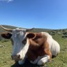 Profilbild von bower357