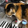 MIDORI🎹's profile picture