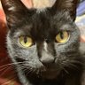 ゴーヤム51's profile picture