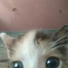 cat's profile picture