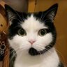 Aeonix 🎮 Graphics Engine 15yr | AI Indie Dev's profile picture
