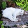 ゆきのねこだま 的头像