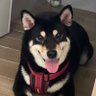 Jim Hsu's profile picture