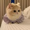 Фото профиля qqpp
