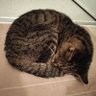 トイ profil fotoğrafı