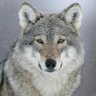 Dark Star82's profile picture