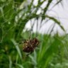 DiSi Octet profil fotoğrafı