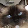 🇫🇷🇫🇷Aquarelle 29's profile picture