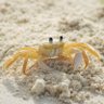 Фото профиля Ghost Crab 🫧