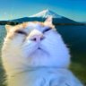Profilbild von fuji