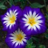 Profilbild von سواح وانا ماشي ليالي