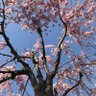 まよいたくないママ profil fotoğrafı