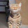 お魚fish🐟 profil fotoğrafı