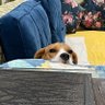 राष्ट्रीयवादी John doggo 的头像