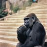 RoccccY's profile picture