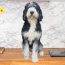 dogondacounter profil fotoğrafı