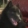 Фото профиля Good Dog, Happy Man