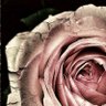Mariana Gelan's profile picture